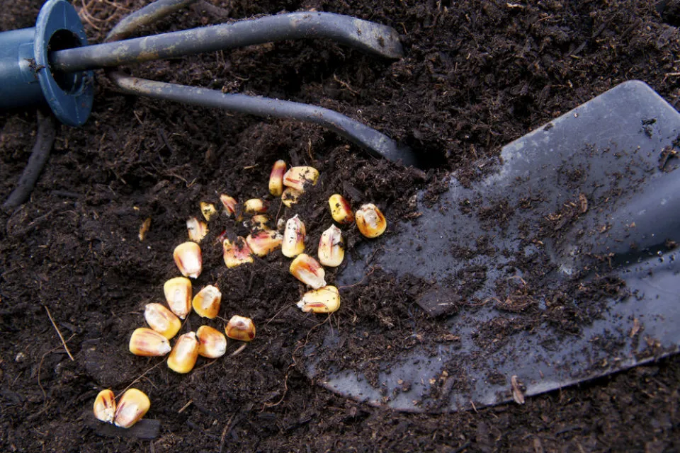 7 Cara Menanam Jagung Manis di Halaman Belakang Rumah. Panennya Mudah! 9