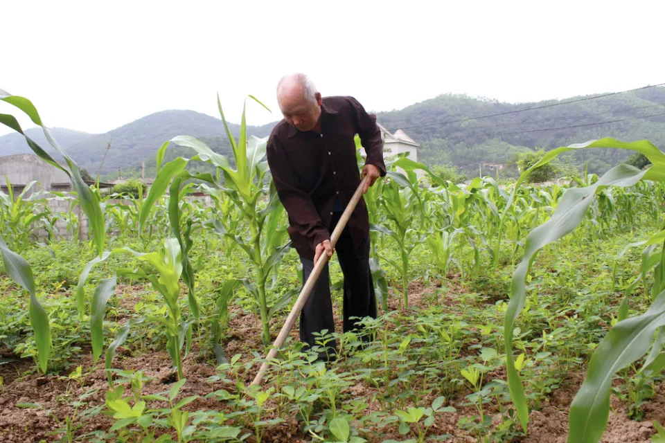 7 Cara Menanam Jagung Manis di Halaman Belakang Rumah. Panennya Mudah! 13