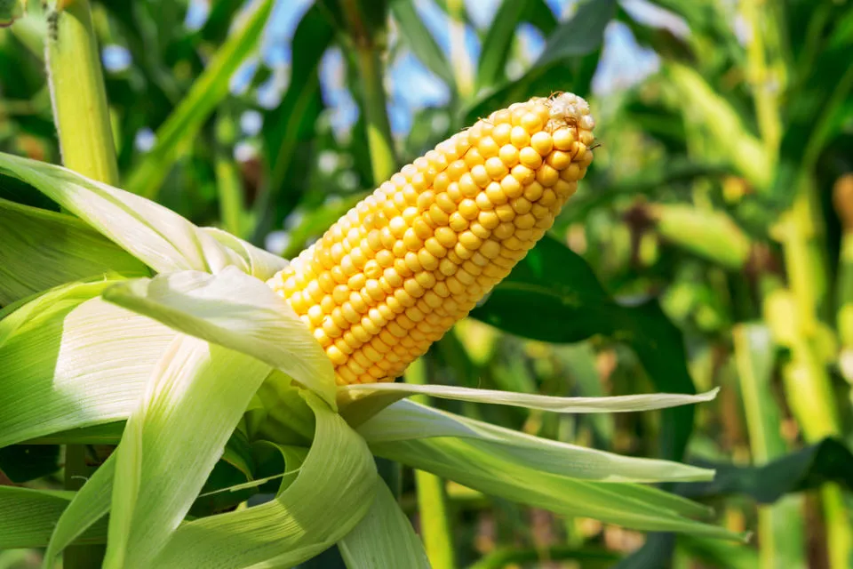 7 Cara Menanam Jagung Manis di Halaman Belakang Rumah. Panennya Mudah! 14