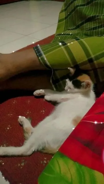 11 Potret Bapak Lebih Sayang sama Kucing daripada Anak Sendiri. Susah Kalau Udah Begini mah :D 20