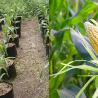 7 Cara Menanam Jagung Manis di Halaman Belakang Rumah. Panennya Mudah!