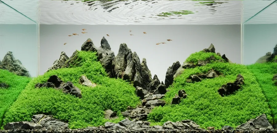 6+ Cara Buat Aquascape Simple Minimalis Tanpa CO2 14 cara membuat aquascape sederhana