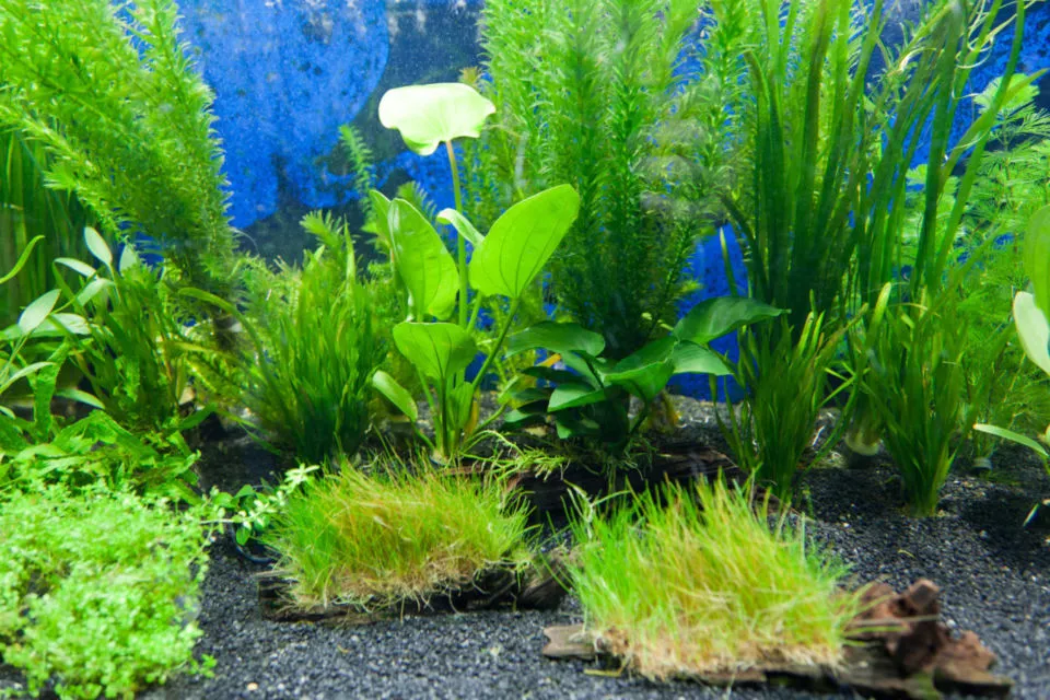 6+ Cara Buat Aquascape Simple Minimalis Tanpa CO2 12