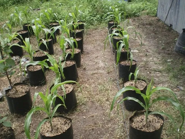7 Cara Menanam Jagung Manis di Halaman Belakang Rumah. Panennya Mudah! 12
