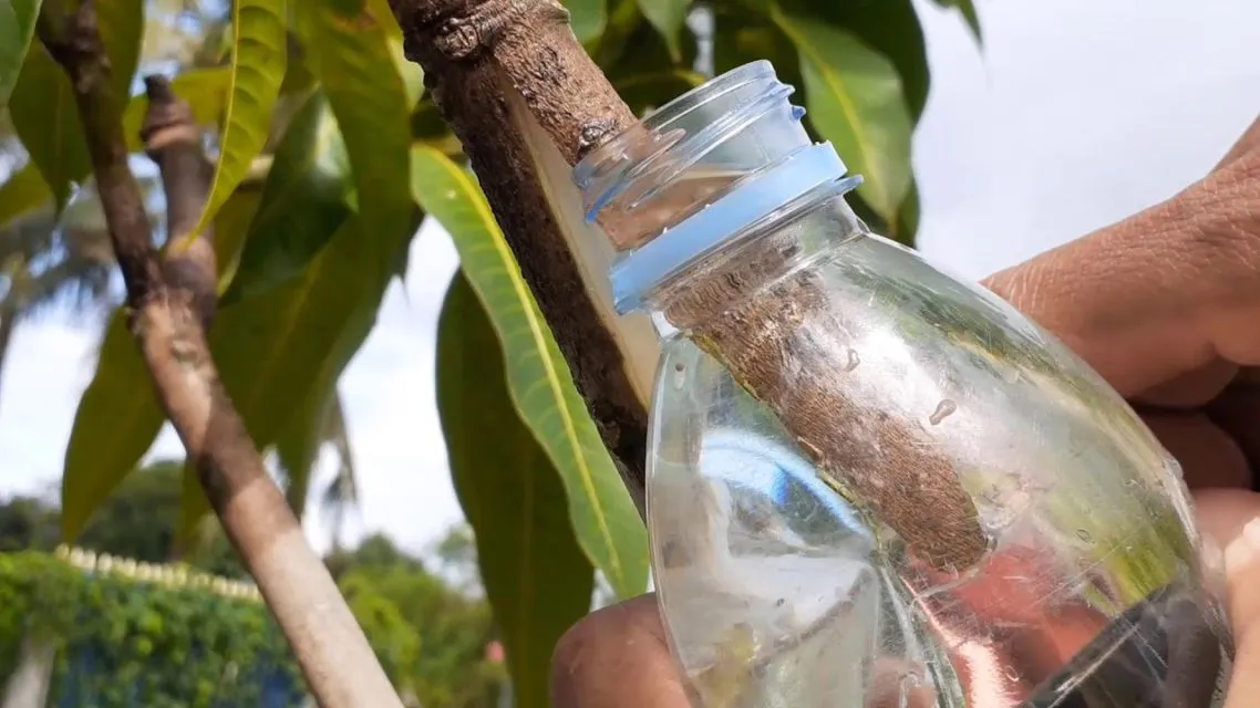 4 Cara Mencangkok Berbagai Tanaman. Lebih Cepat Tumbuh dan Berbuahnya 6 cara mencangkok pohon mangga