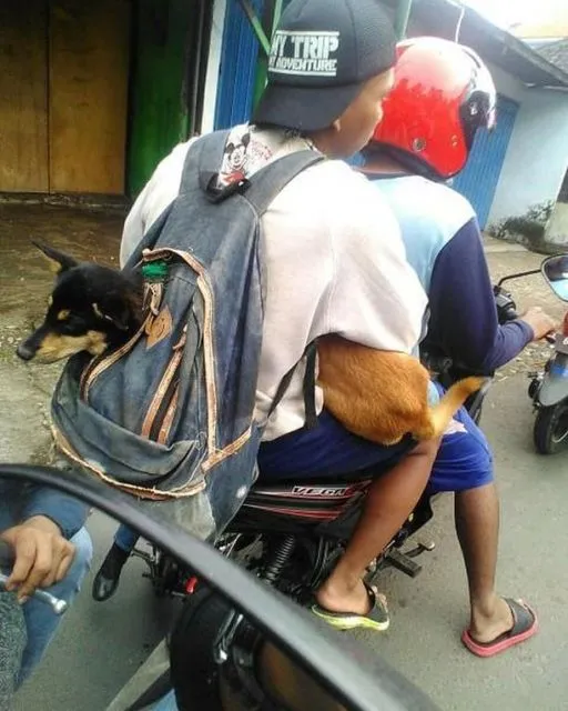 11 Potret Absurd Bapak-Bapak dengan Binatang Kesayangannya. Jangan Sampai Bapakmu Begini! 16