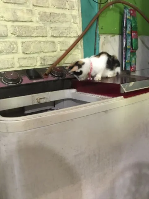 11 Potret Kegiatan Random Kucing Sehari-hari di Peradaban Manusia. Kelakuan Gini Banget, Cing :( 16
