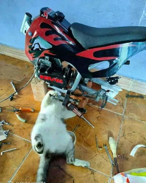 11 Potret Kegiatan Random Kucing Sehari-hari di Peradaban Manusia. Kelakuan Gini Banget, Cing :( 15