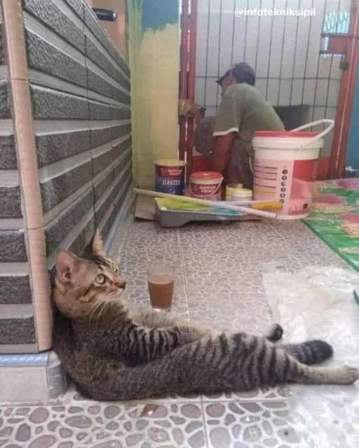 11 Potret Kegiatan Random Kucing Sehari-hari di Peradaban Manusia. Kelakuan Gini Banget, Cing :( 21