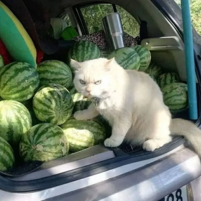 11 Potret Kegiatan Random Kucing Sehari-hari di Peradaban Manusia. Kelakuan Gini Banget, Cing :( 12