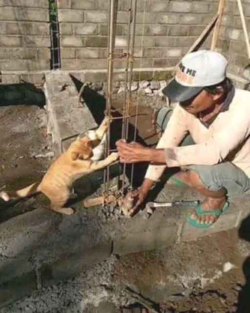 11 Potret Kegiatan Random Kucing Sehari-hari di Peradaban Manusia. Kelakuan Gini Banget, Cing :( 17