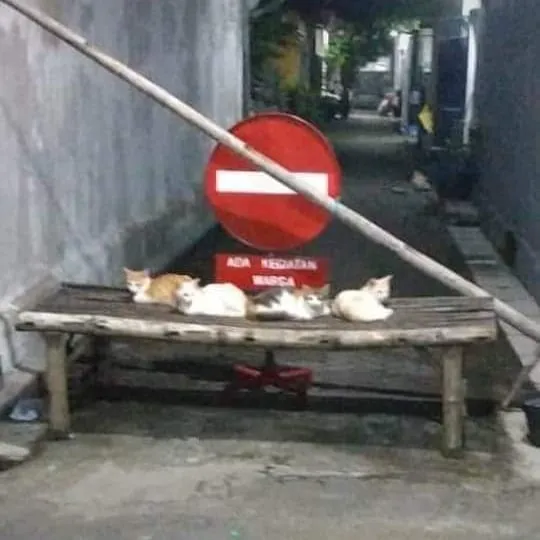 11 Potret Kegiatan Random Kucing Sehari-hari di Peradaban Manusia. Kelakuan Gini Banget, Cing :( 13