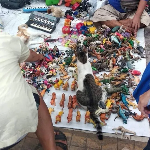 11 Potret Kegiatan Random Kucing Sehari-hari di Peradaban Manusia. Kelakuan Gini Banget, Cing :( 22