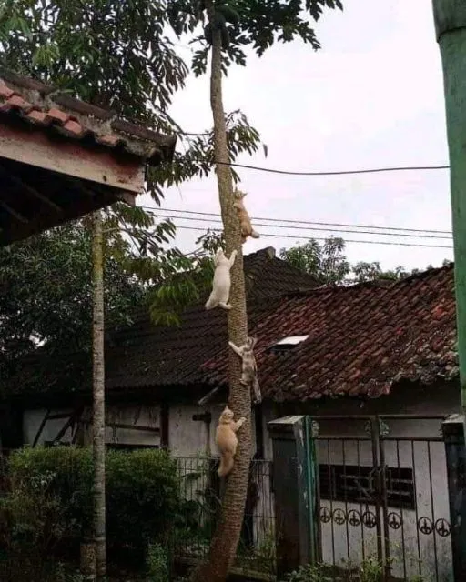 11 Potret Kegiatan Random Kucing Sehari-hari di Peradaban Manusia. Kelakuan Gini Banget, Cing :( 20