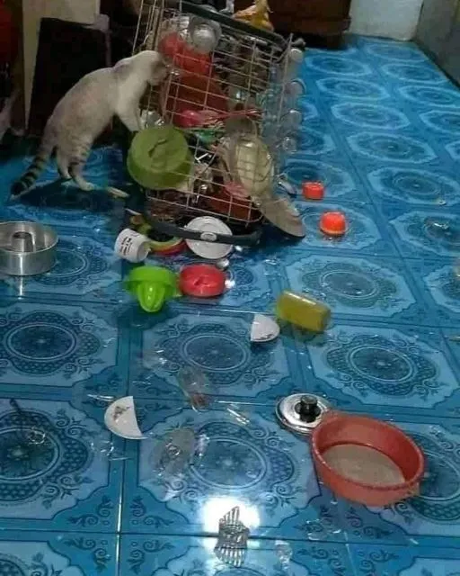 11 Potret Kegiatan Random Kucing Sehari-hari di Peradaban Manusia. Kelakuan Gini Banget, Cing :( 19