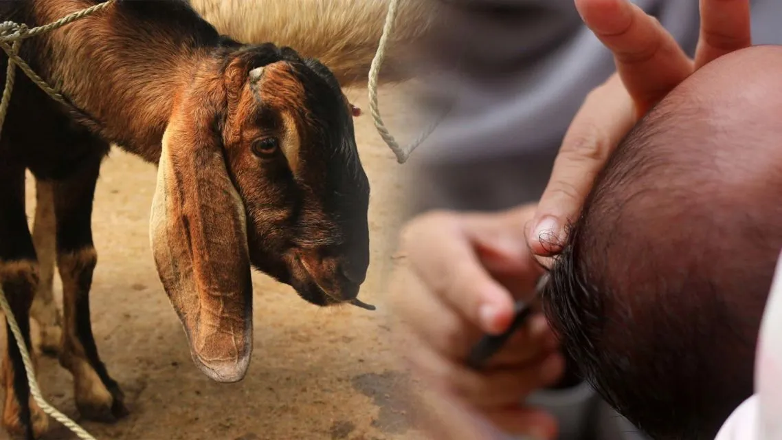 Penjelasan Kenapa Jumlah Kambing Akikah Bayi Perempuan dan Laki-Laki Itu Berbeda 4