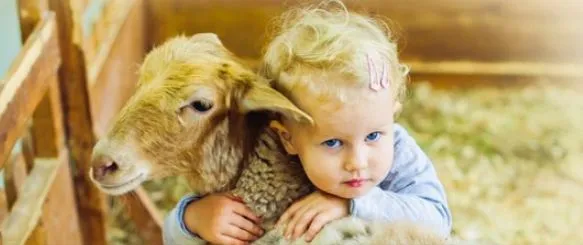 Penjelasan Kenapa Jumlah Kambing Akikah Bayi Perempuan dan Laki-Laki Itu Berbeda 3
