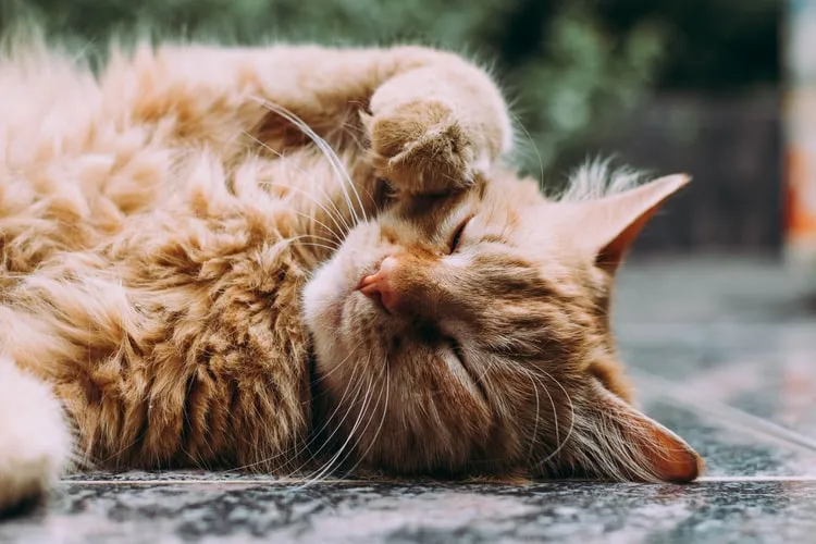 5 Manfaat Kucing bagi Manusia & Lingkungan 7