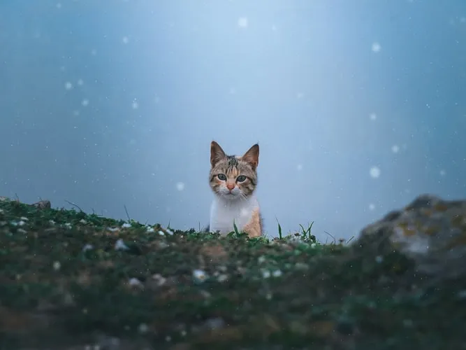 5 Manfaat Kucing bagi Manusia & Lingkungan 6