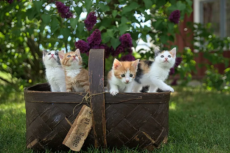 5 Manfaat Kucing bagi Manusia & Lingkungan 8