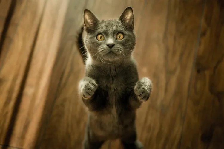 5 Manfaat Kucing bagi Manusia & Lingkungan 10