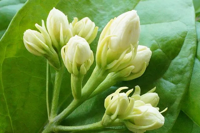 5 Bahan Termahal untuk Pembuatan Parfum. Semahal itu, Ada Alasannya! 6