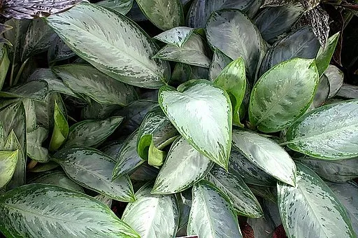 10 Tanaman Indoor yang Nggak Perlu Tiap Hari Menyiramnya. Enak Dilihat! 16