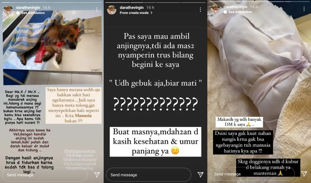 Geram Lihat Hewan Liar Ditabrak dan Tak Ditolong, Dara The Virgin: Sakit Hati, Kita Manusia Bukan? 2