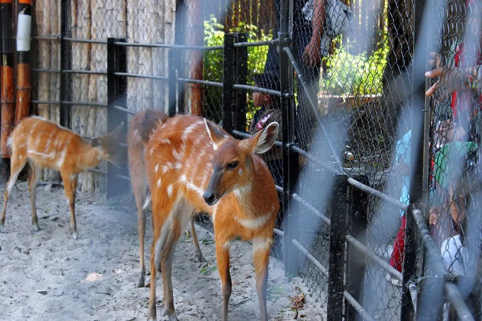 Nasib Kebun Binatang di Masa Pandemi. Kelaparan, Beberapa Hewan Harus Dikorbankan 6