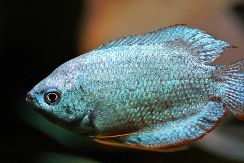 Tips Memilih Ikan Segar Sesuai Jenisnya. Jangan Asal, Bisa Keracunan! 10