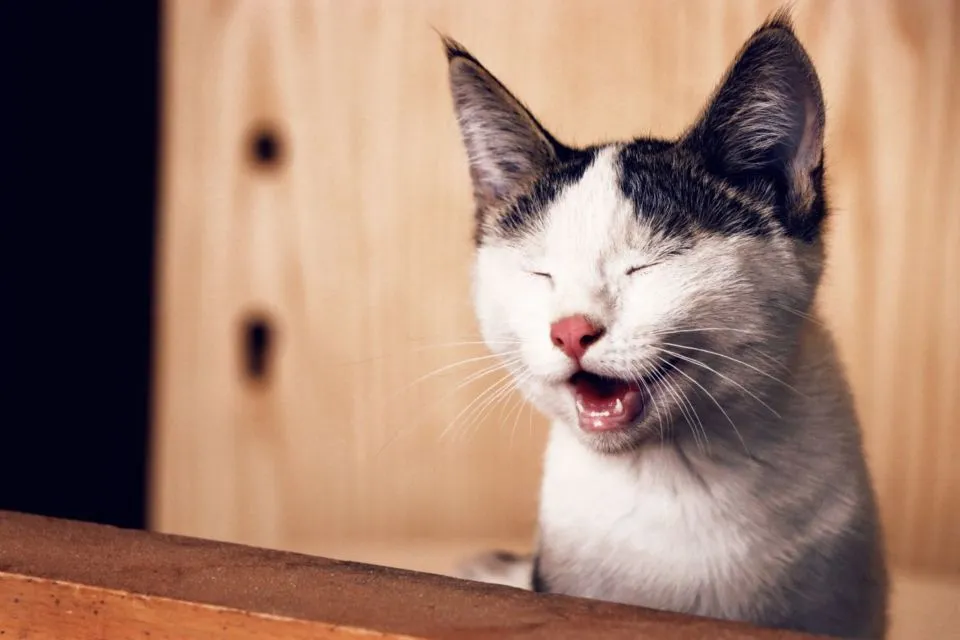 8 Perilaku Manusia yang Dibenci Kucing. Dia Bisa Kesepian dan Cemburu, lo! 10