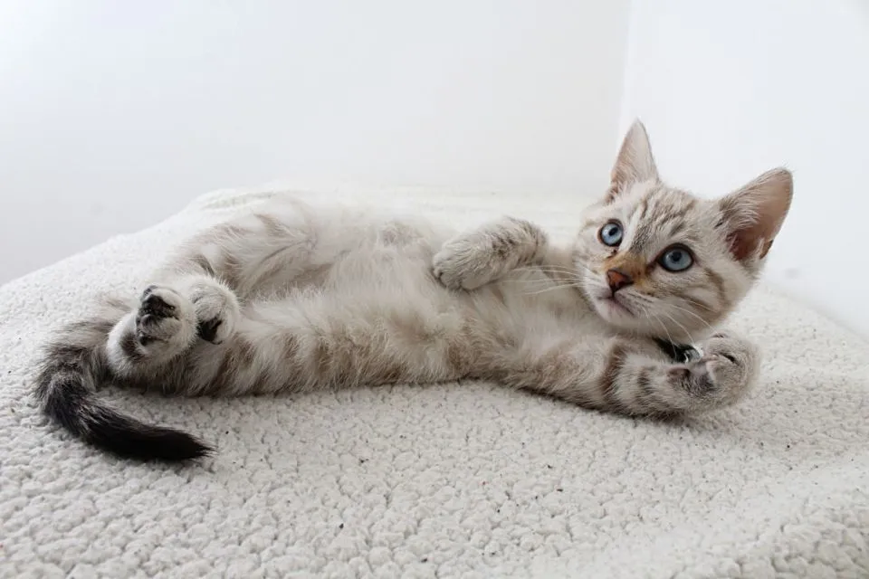 8 Perilaku Manusia yang Dibenci Kucing. Dia Bisa Kesepian dan Cemburu, lo! 14