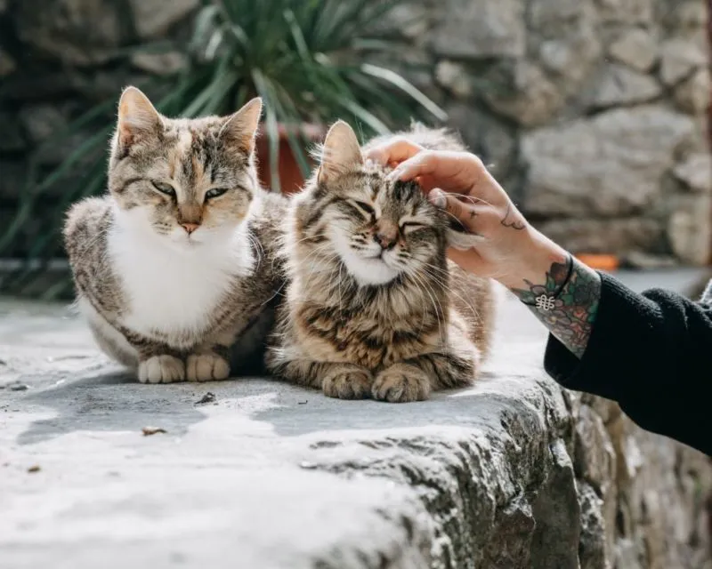 8 Perilaku Manusia yang Dibenci Kucing. Dia Bisa Kesepian dan Cemburu, lo! 15