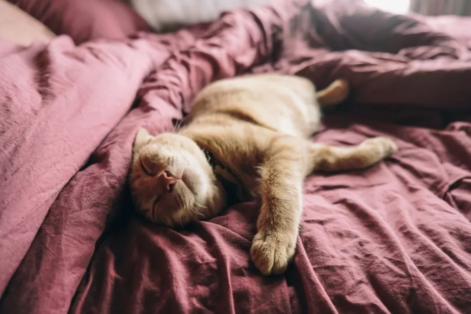 8 Perilaku Manusia yang Dibenci Kucing. Dia Bisa Kesepian dan Cemburu, lo! 16