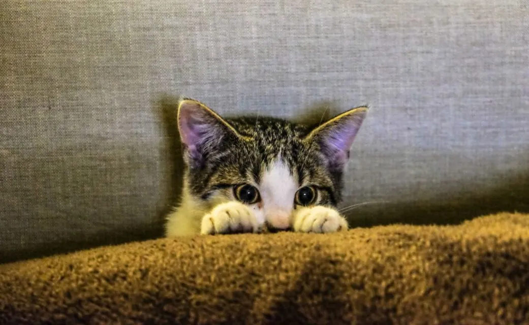 8 Perilaku Manusia yang Dibenci Kucing. Dia Bisa Kesepian dan Cemburu, lo! 9