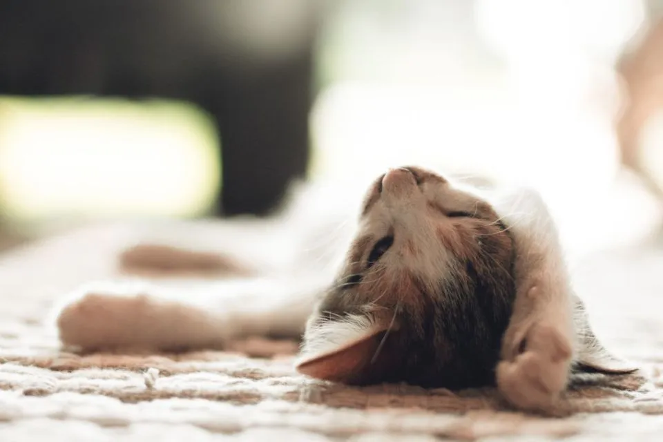 8 Perilaku Manusia yang Dibenci Kucing. Dia Bisa Kesepian dan Cemburu, lo! 11