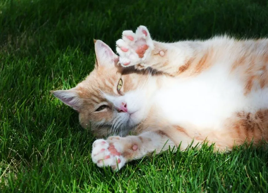 8 Perilaku Manusia yang Dibenci Kucing. Dia Bisa Kesepian dan Cemburu, lo! 12