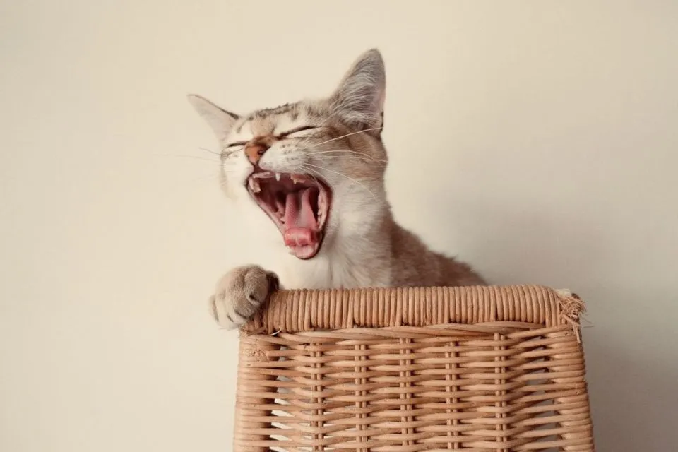 8 Perilaku Manusia yang Dibenci Kucing. Dia Bisa Kesepian dan Cemburu, lo! 13