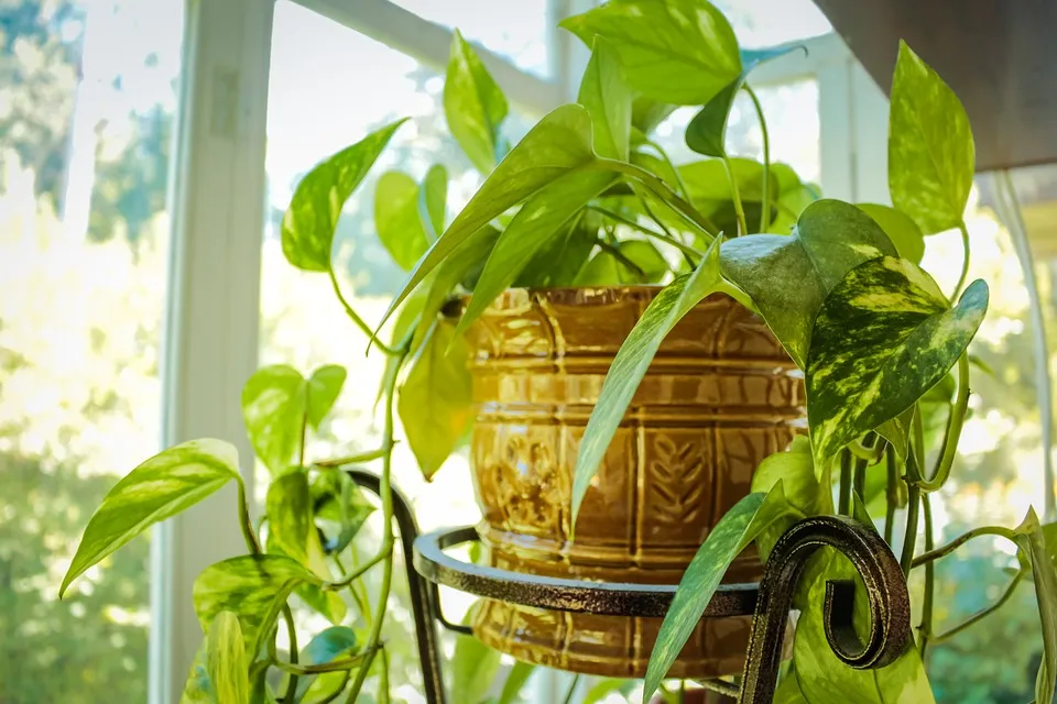 10 Tanaman Indoor yang Nggak Perlu Tiap Hari Menyiramnya. Enak Dilihat! 15