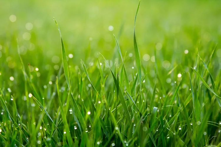 8 Jenis Rumput Taman untuk Mempercantik Halaman Rumah. Tahan Injak! 13