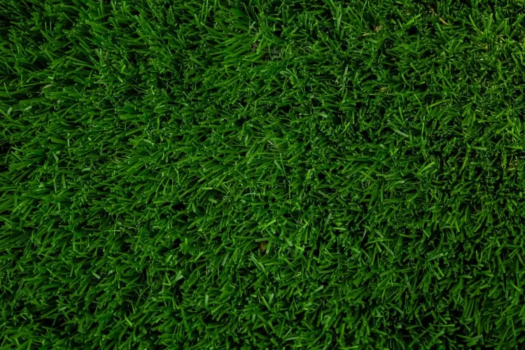 8 Jenis Rumput Taman untuk Mempercantik Halaman Rumah. Tahan Injak! 12