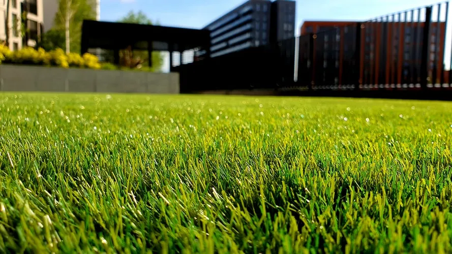 8 Jenis Rumput Taman untuk Mempercantik Halaman Rumah. Tahan Injak! 9