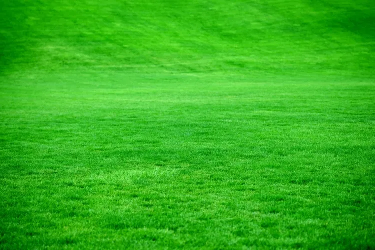 8 Jenis Rumput Taman untuk Mempercantik Halaman Rumah. Tahan Injak! 15
