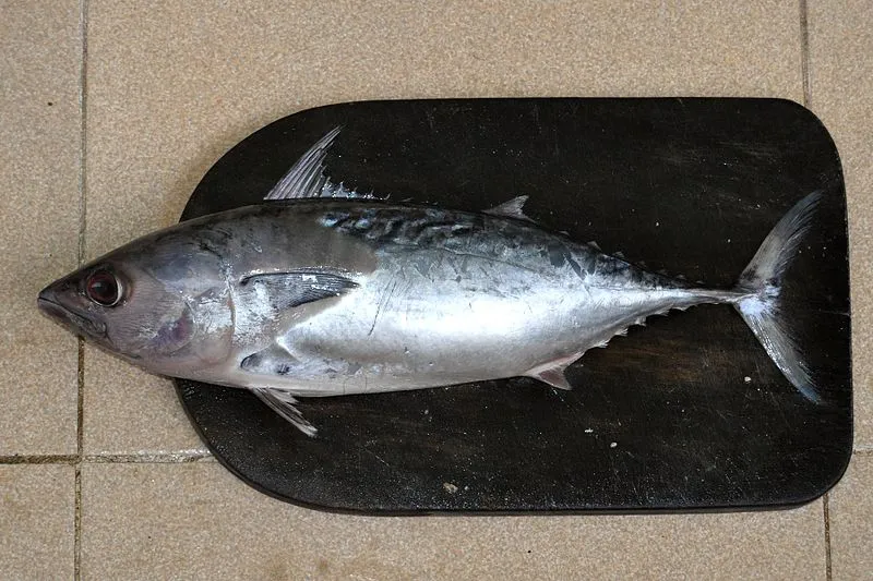 Tips Memilih Ikan Segar Sesuai Jenisnya. Jangan Asal, Bisa Keracunan! 11
