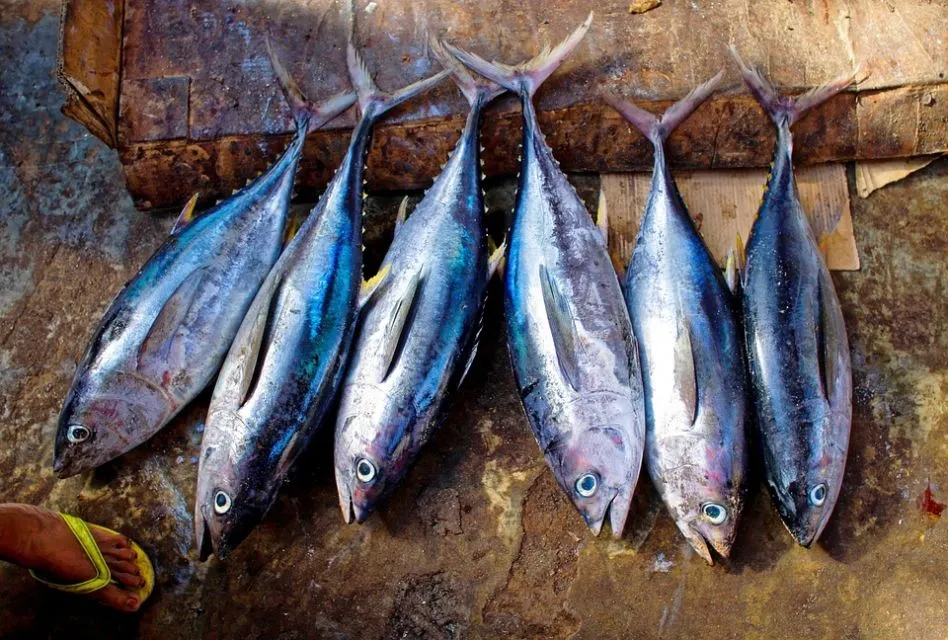 Tips Memilih Ikan Segar Sesuai Jenisnya. Jangan Asal, Bisa Keracunan! 9