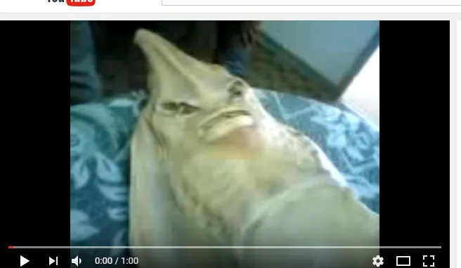 Fenomena Unik Penyebab Taubatnya Anak 90-an. Bikin Kepikiran Banget! 5 Kutukan ikan pari