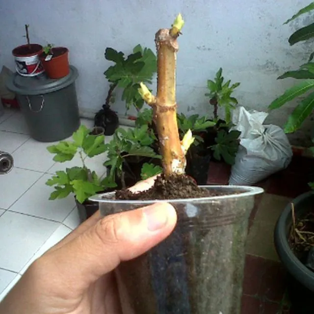 Cara Menanam Bunga Tabebuya di Halaman Rumah. Cantik, Serasa di Jepang! 5 Cara menanam bunga tabebuya