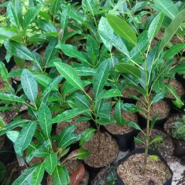 Cara Menanam Bunga Tabebuya di Halaman Rumah. Cantik, Serasa di Jepang! 6
