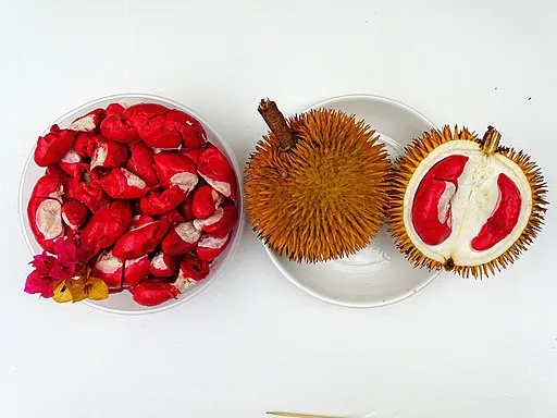 Daftar Jenis Durian Unggul yang Enak & Paling Favorit 11