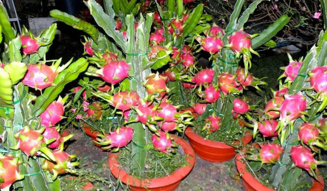 6 Cara Menanam Buah Naga dengan Beragam Media, Termasuk Pot dan Penyangga 10